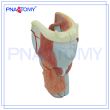 PNT-0440 As cartilagens laringe expansão anatomia modelo anatomia plástica modelo